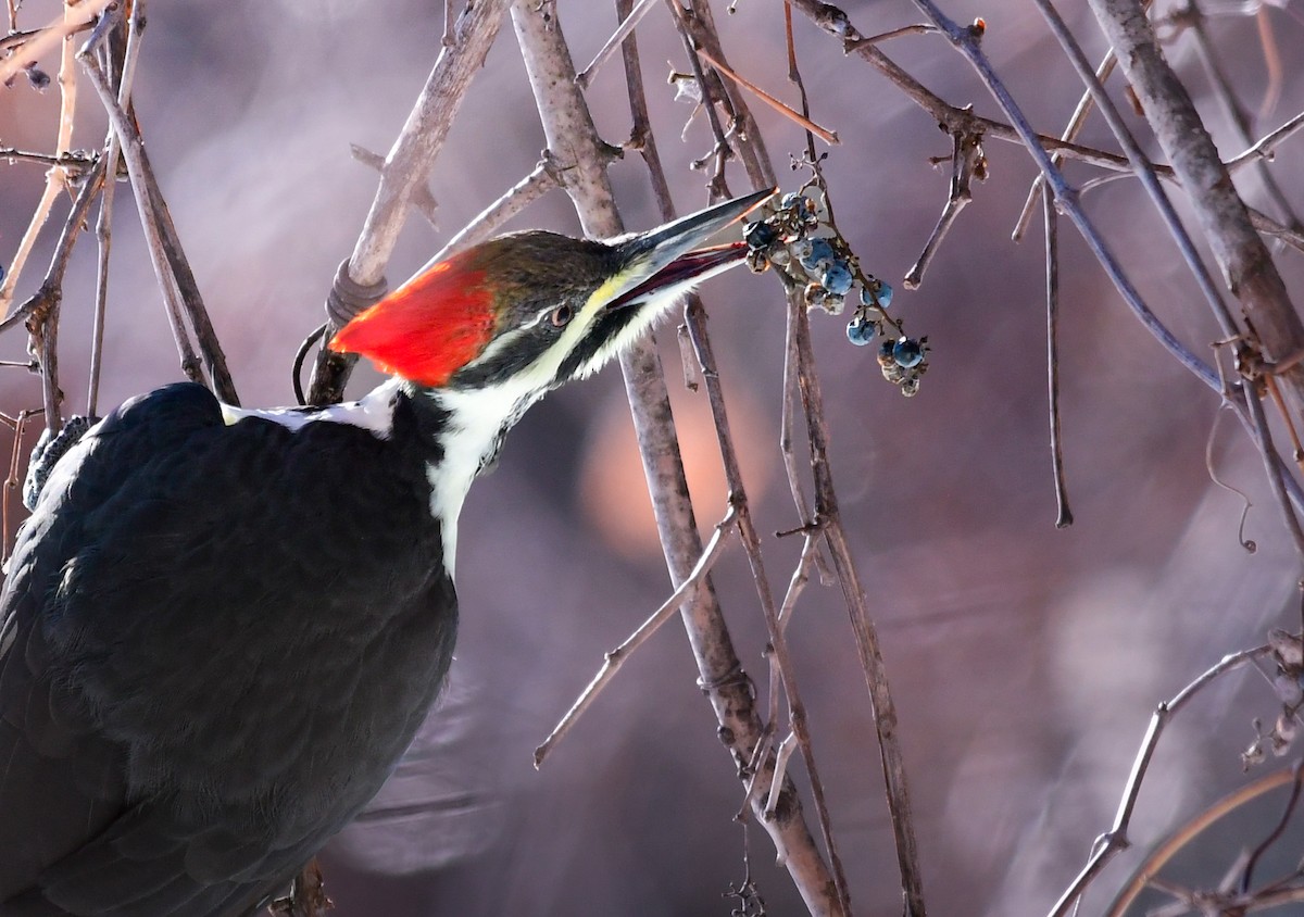 Pileated Woodpecker - ML646606908