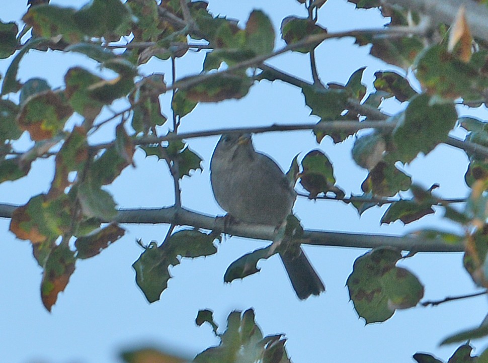 Dark-eyed Junco - ML646606912