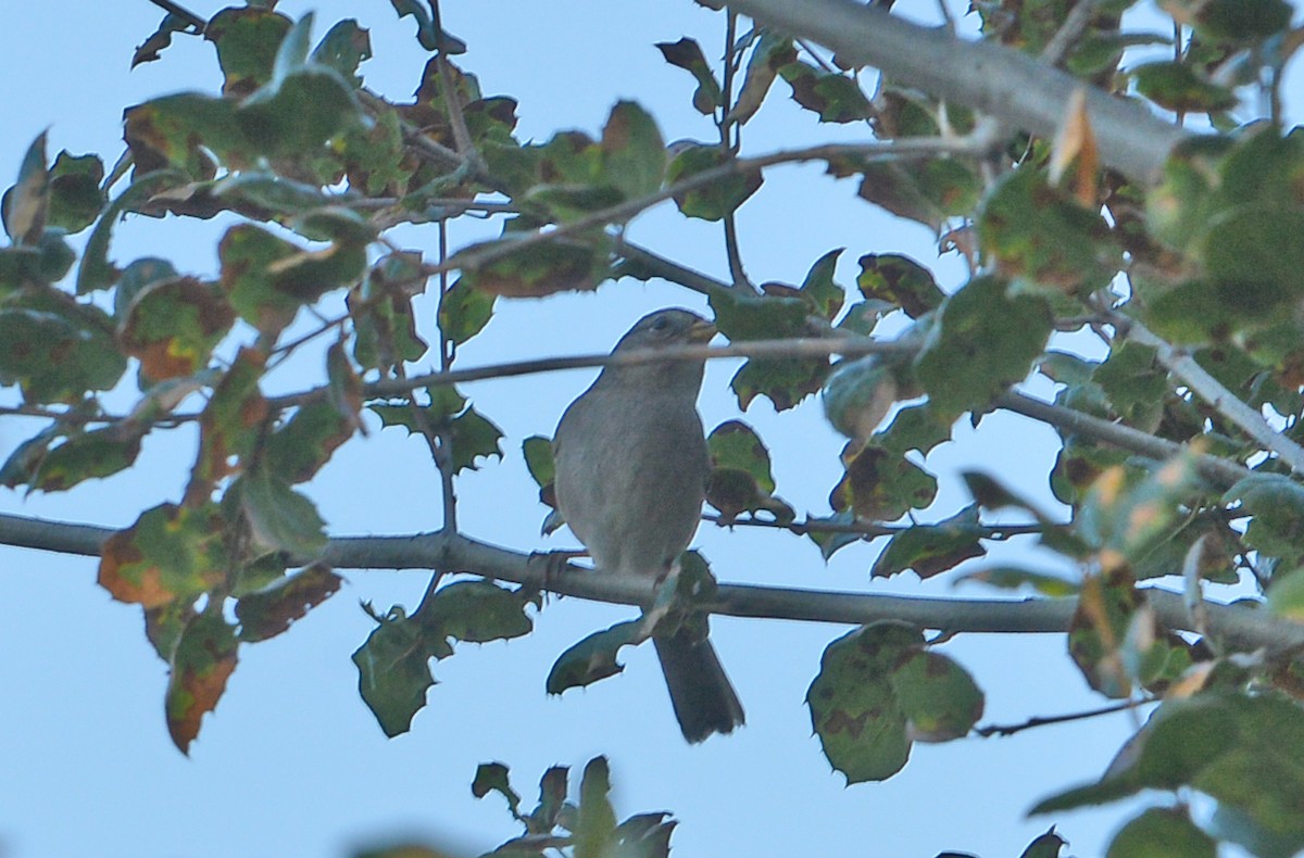 Dark-eyed Junco - ML646606913
