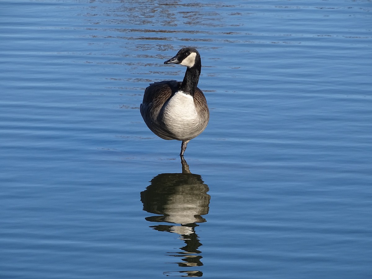 Canada Goose - ML646606916