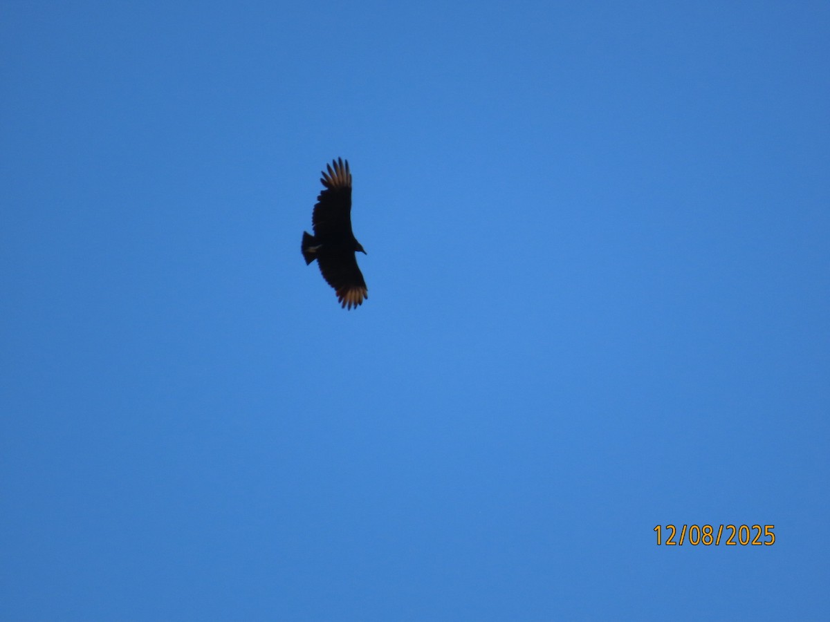Black Vulture - ML646606920