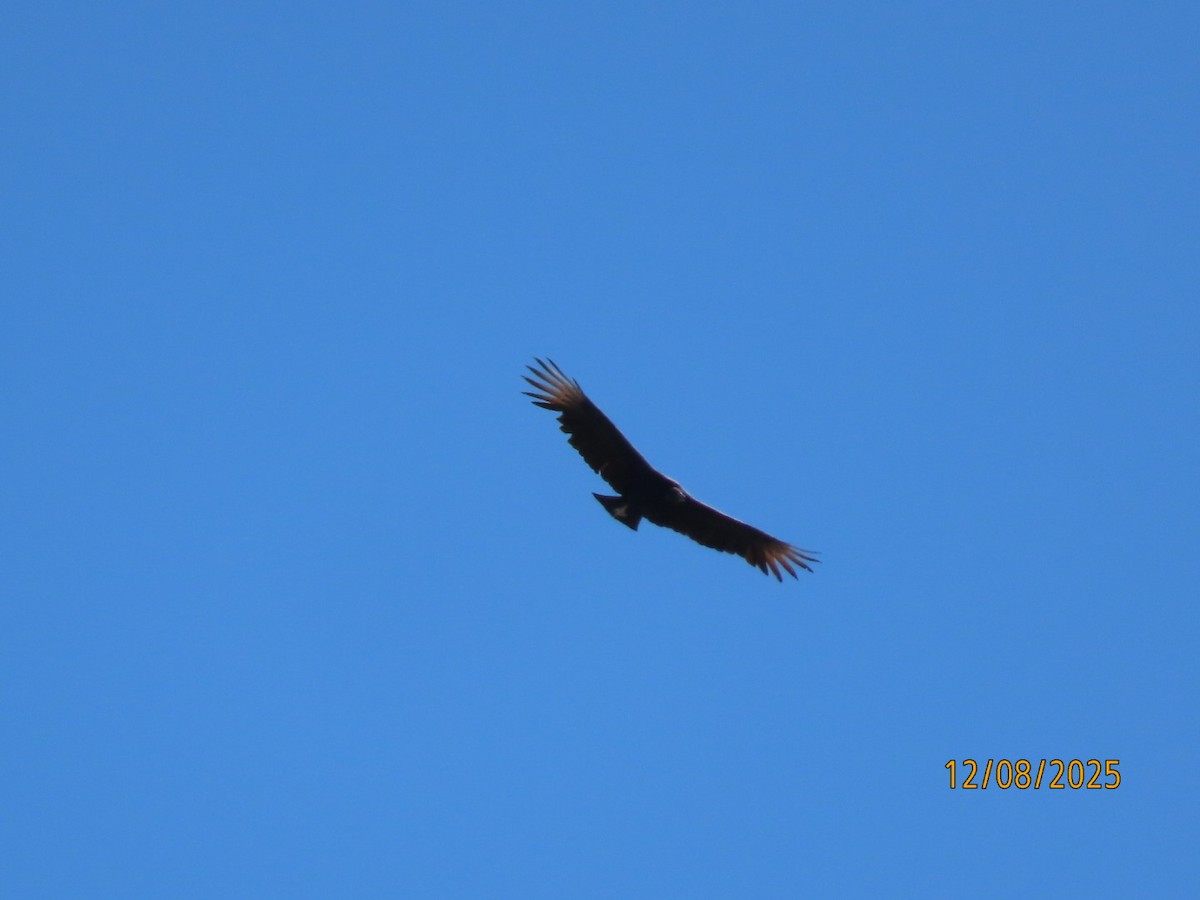 Black Vulture - ML646606921