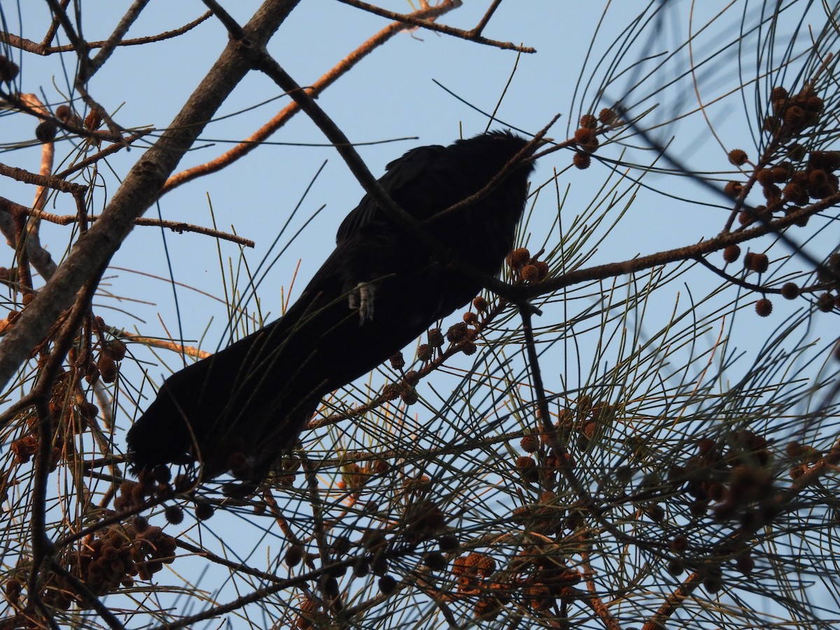 Pacific Koel - ML646606922