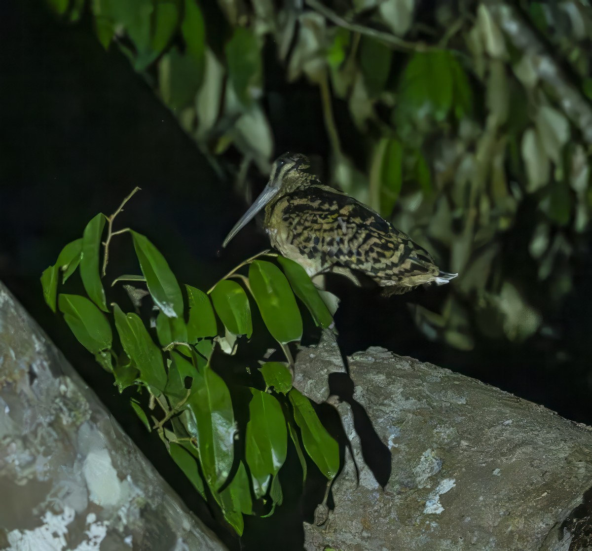 Moluccan Woodcock - ML646606924