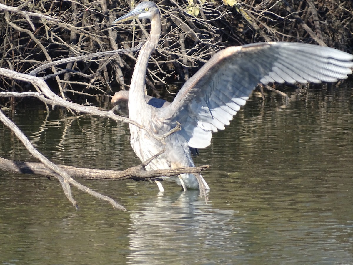 Great Blue Heron - ML646606926