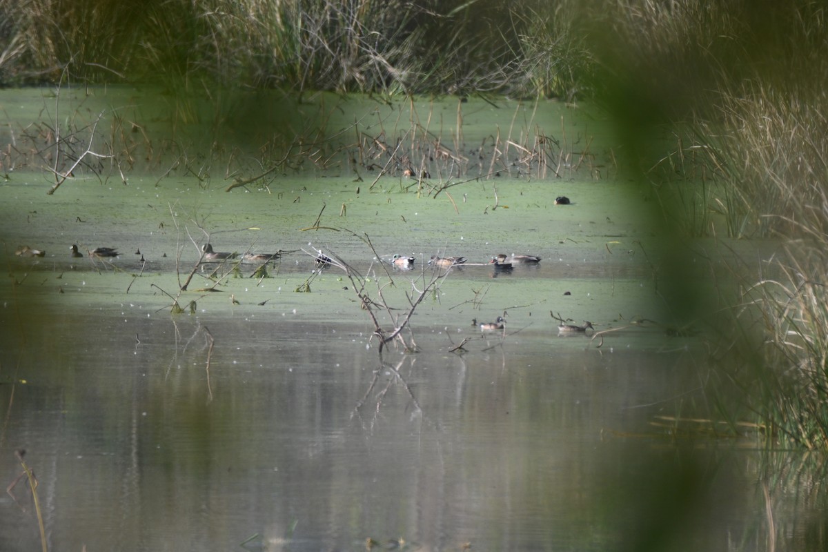 American Wigeon - ML646606927