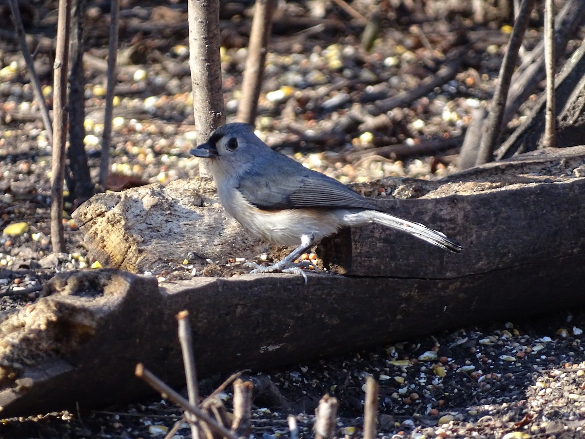 Tufted Titmouse - ML646606928