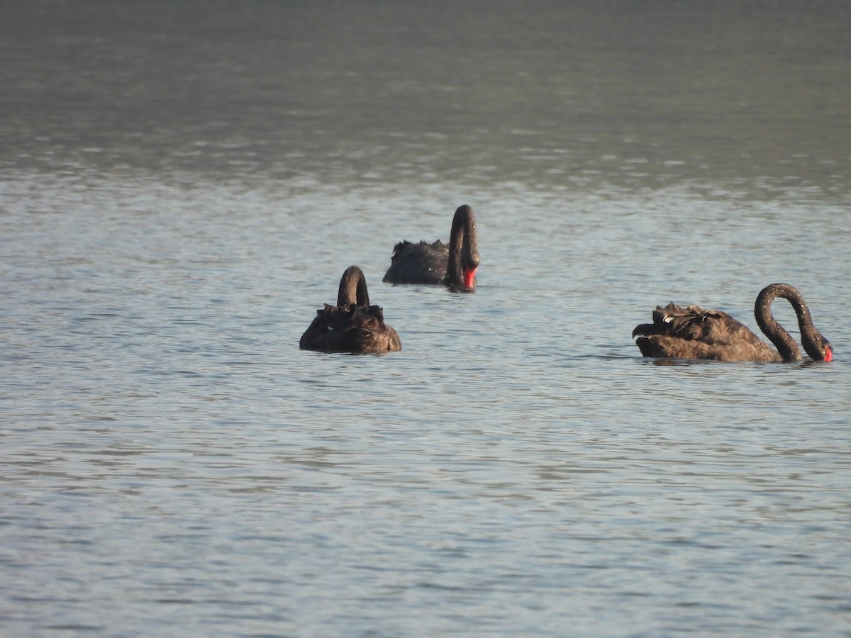 Black Swan - ML646606929