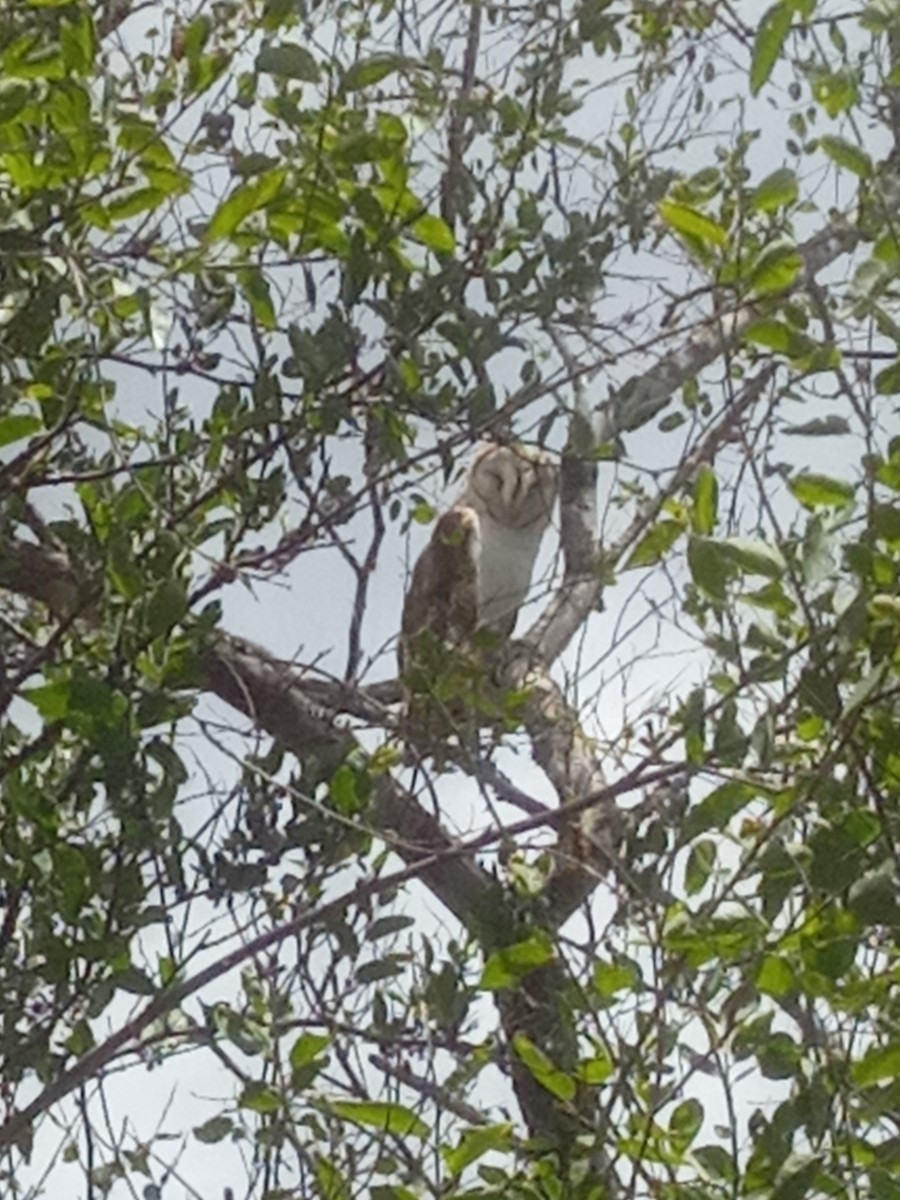 American Barn Owl - ML646606930