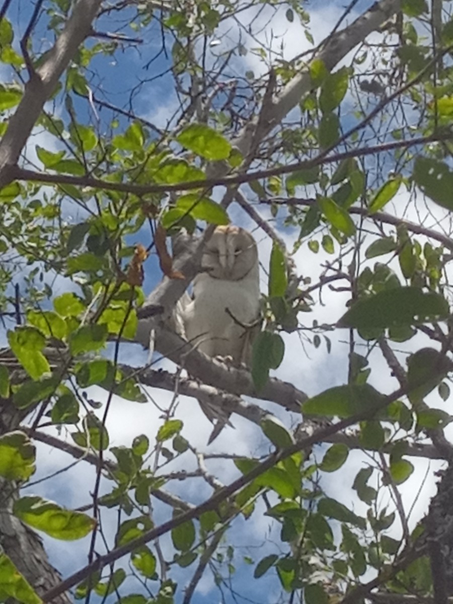 American Barn Owl - ML646606931