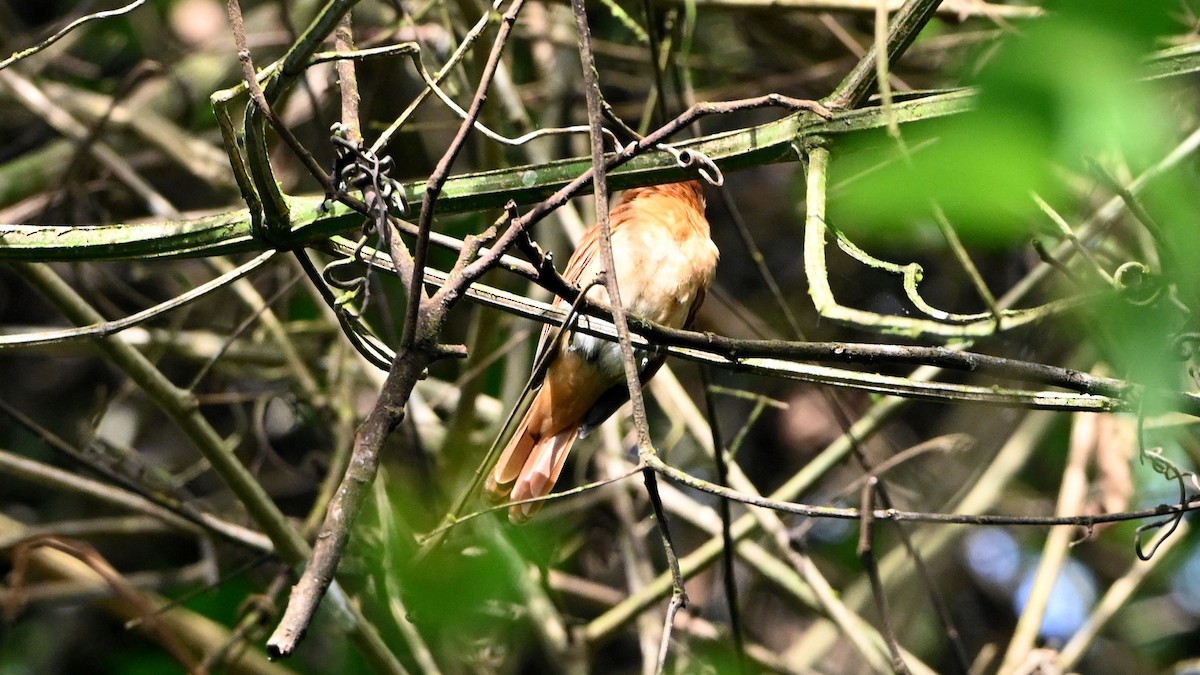 Cinnamon Becard - ML646606933