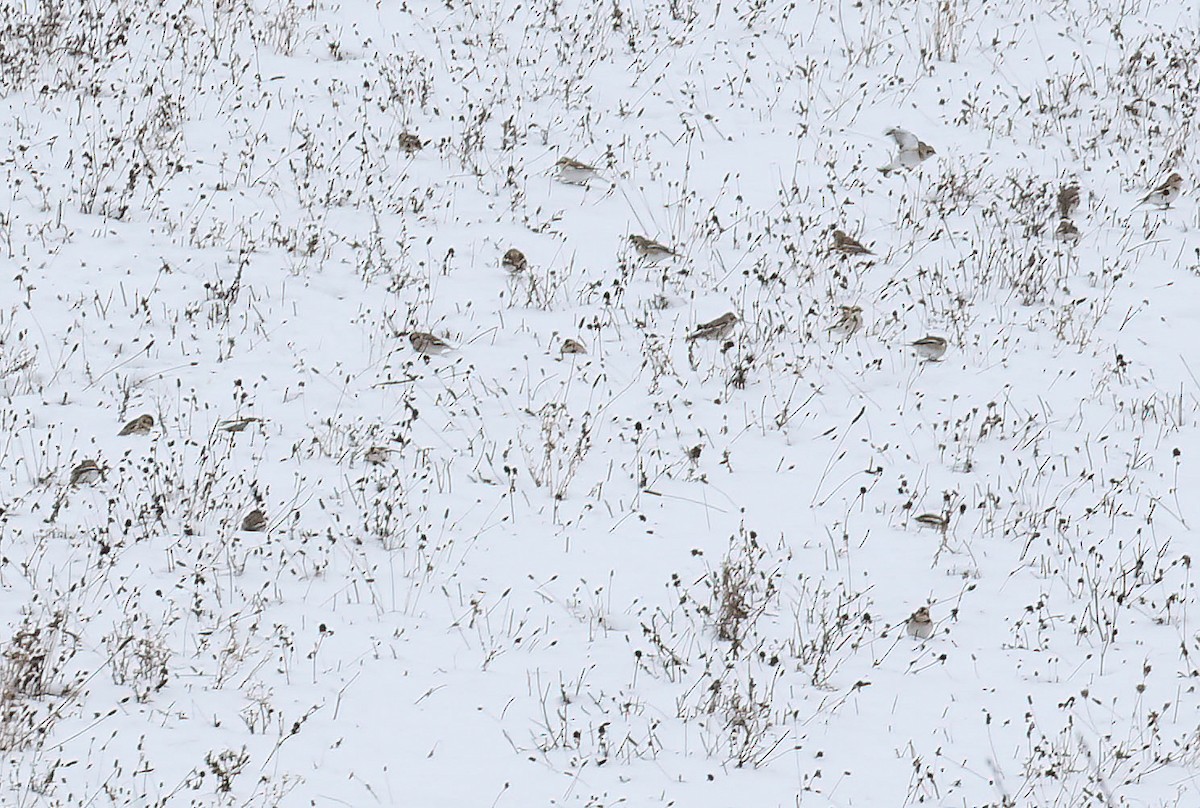 Snow Bunting - ML646606934