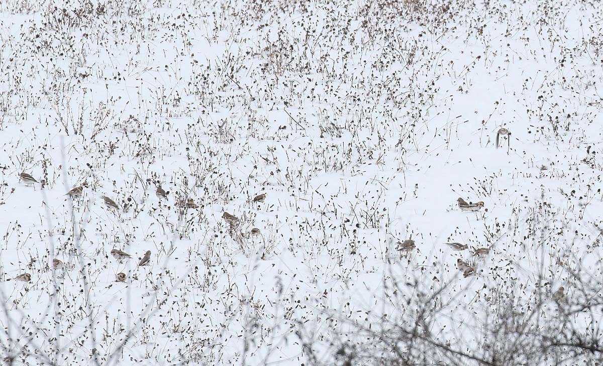 Snow Bunting - ML646606935