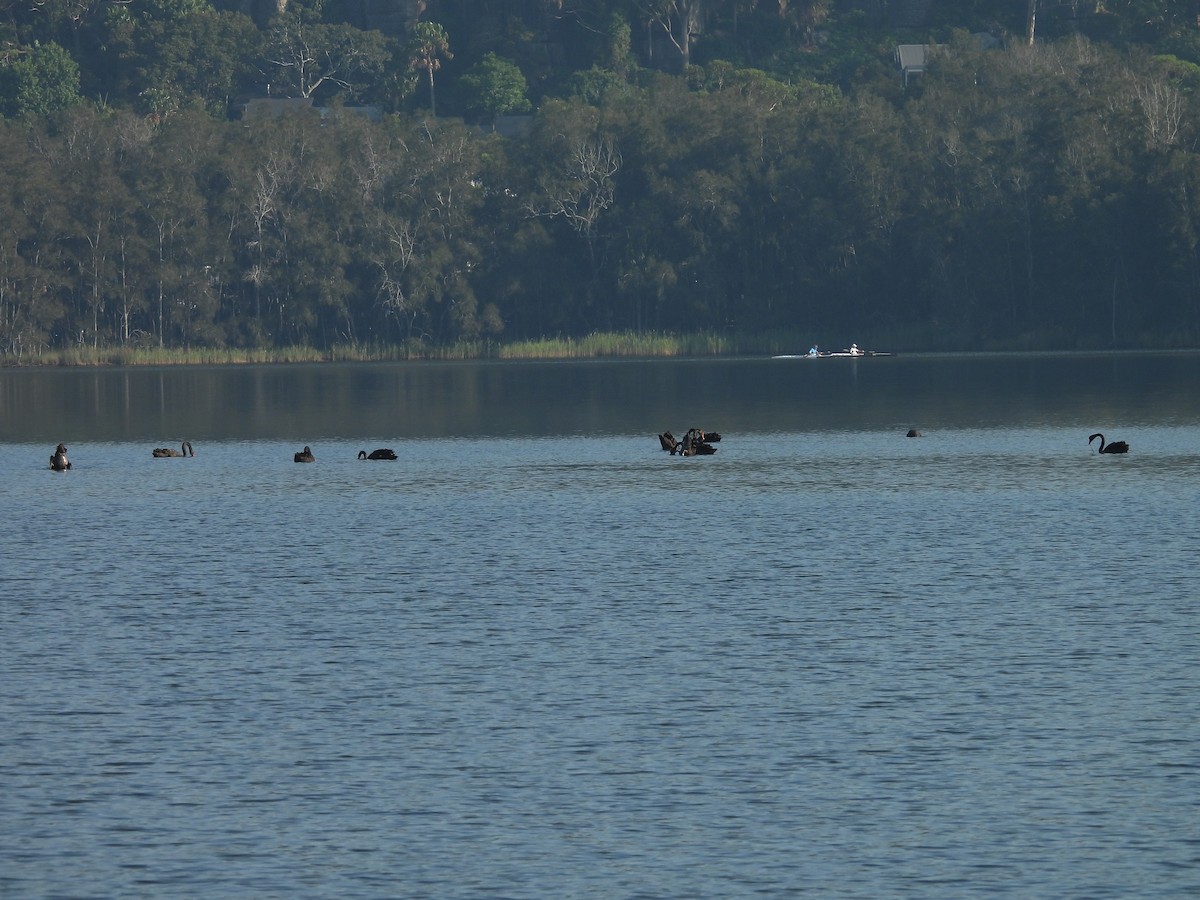 Black Swan - ML646606937