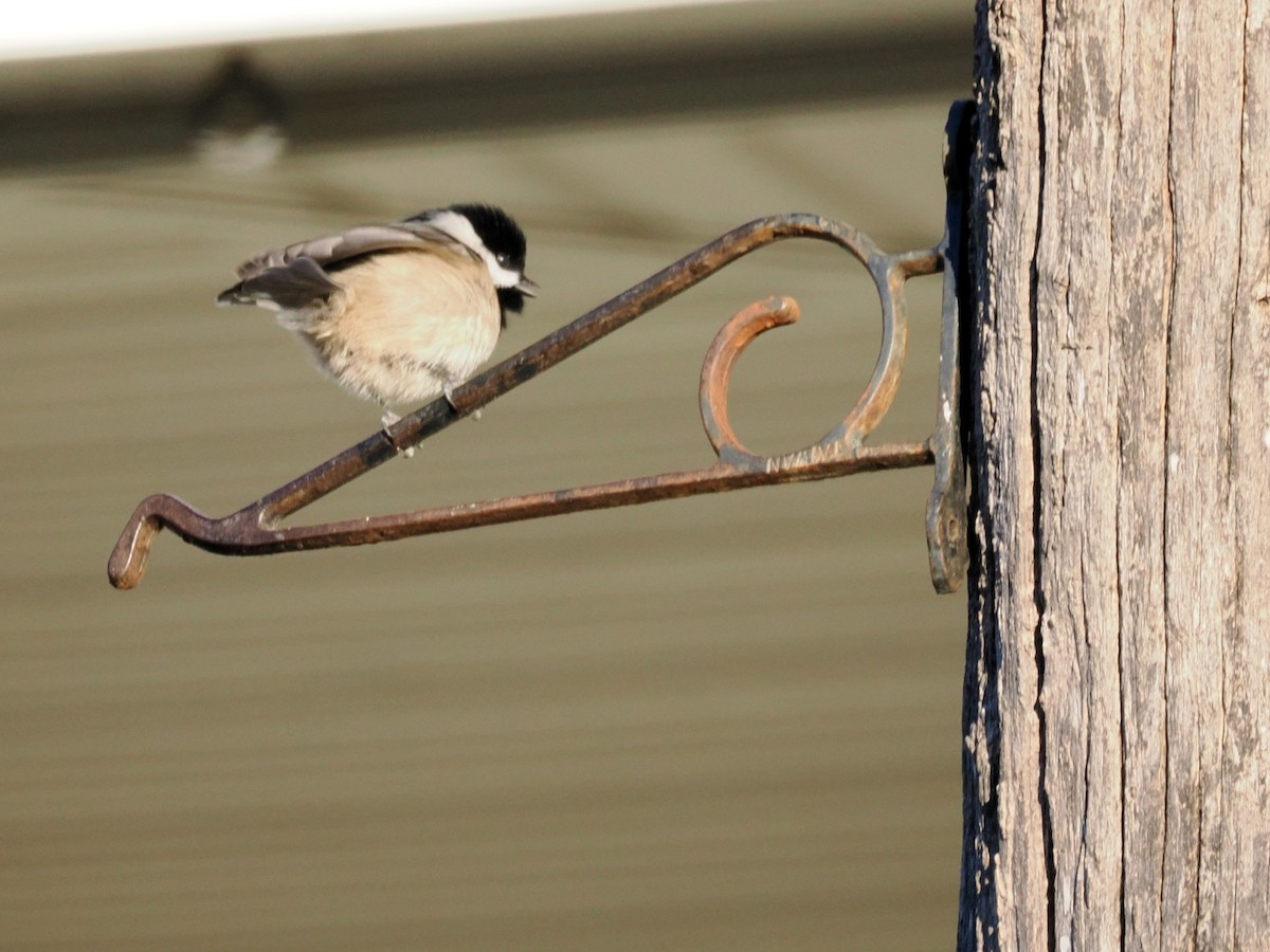 Carolina Chickadee - ML646606939