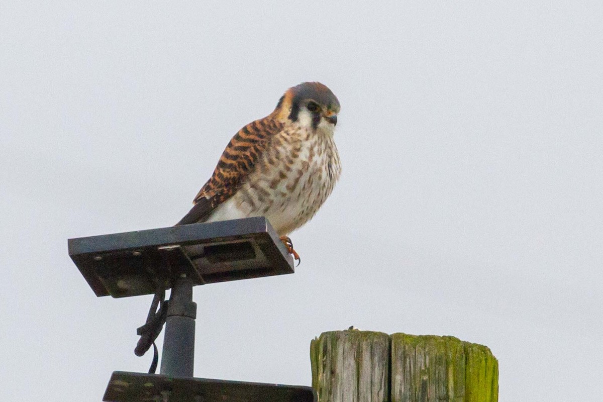 American Kestrel - ML646606940