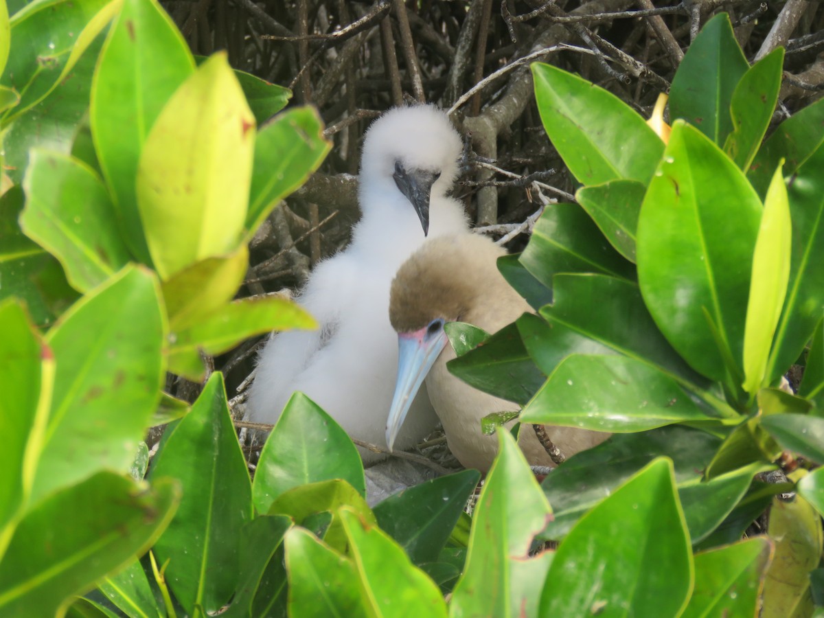 Red-footed Booby (Eastern Pacific) - ML646606941