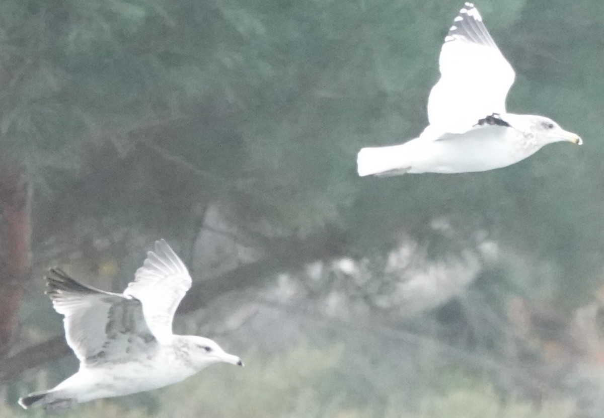 Kaio kaliforniarra - ML646606942