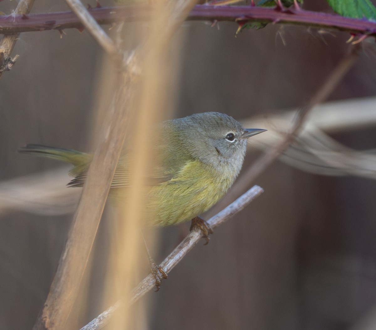 Orangefleck-Waldsänger - ML646606943
