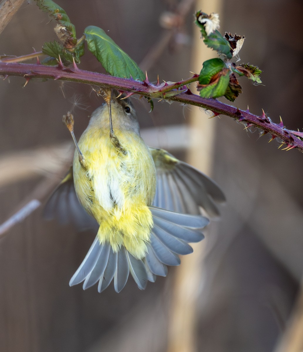 Orangefleck-Waldsänger - ML646606944