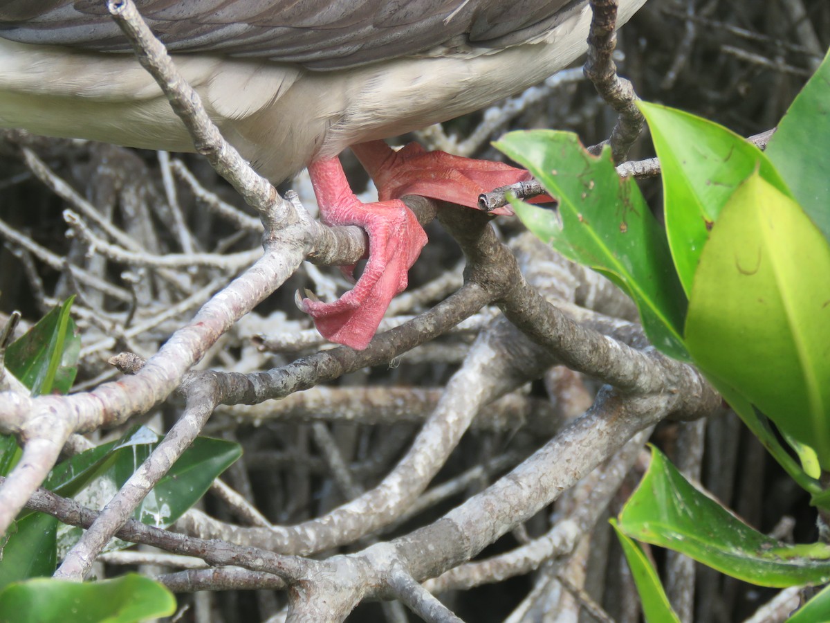Red-footed Booby (Eastern Pacific) - ML646606945