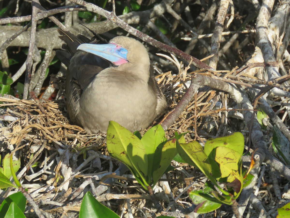 Red-footed Booby (Eastern Pacific) - ML646606946