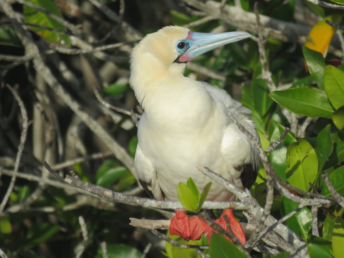 Red-footed Booby (Eastern Pacific) - ML646606947