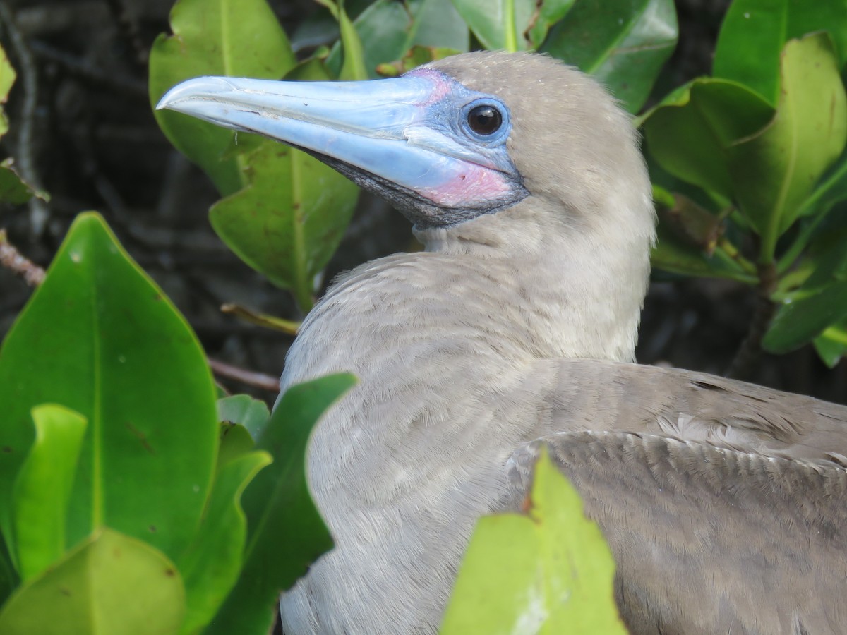 Red-footed Booby (Eastern Pacific) - ML646606950