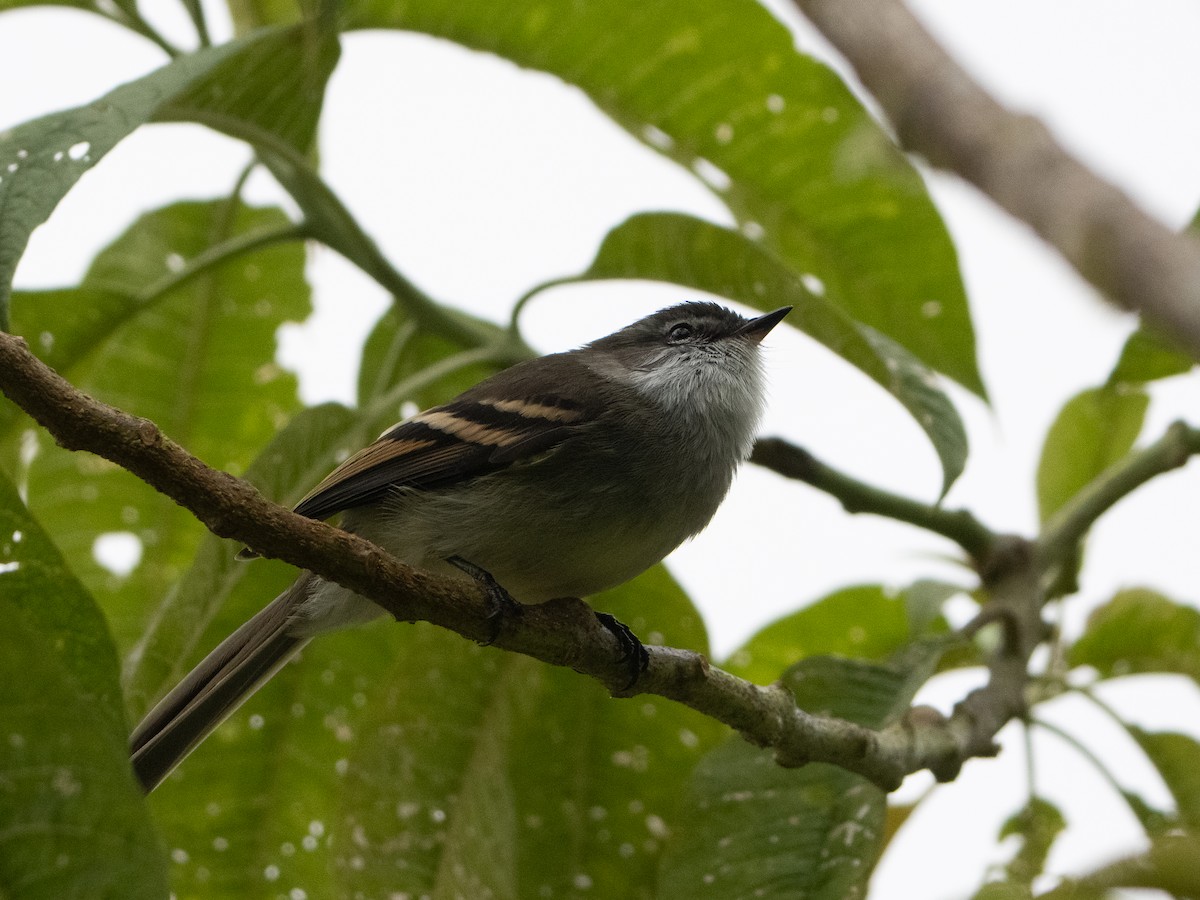 Weißkehl-Tachurityrann - ML646606951