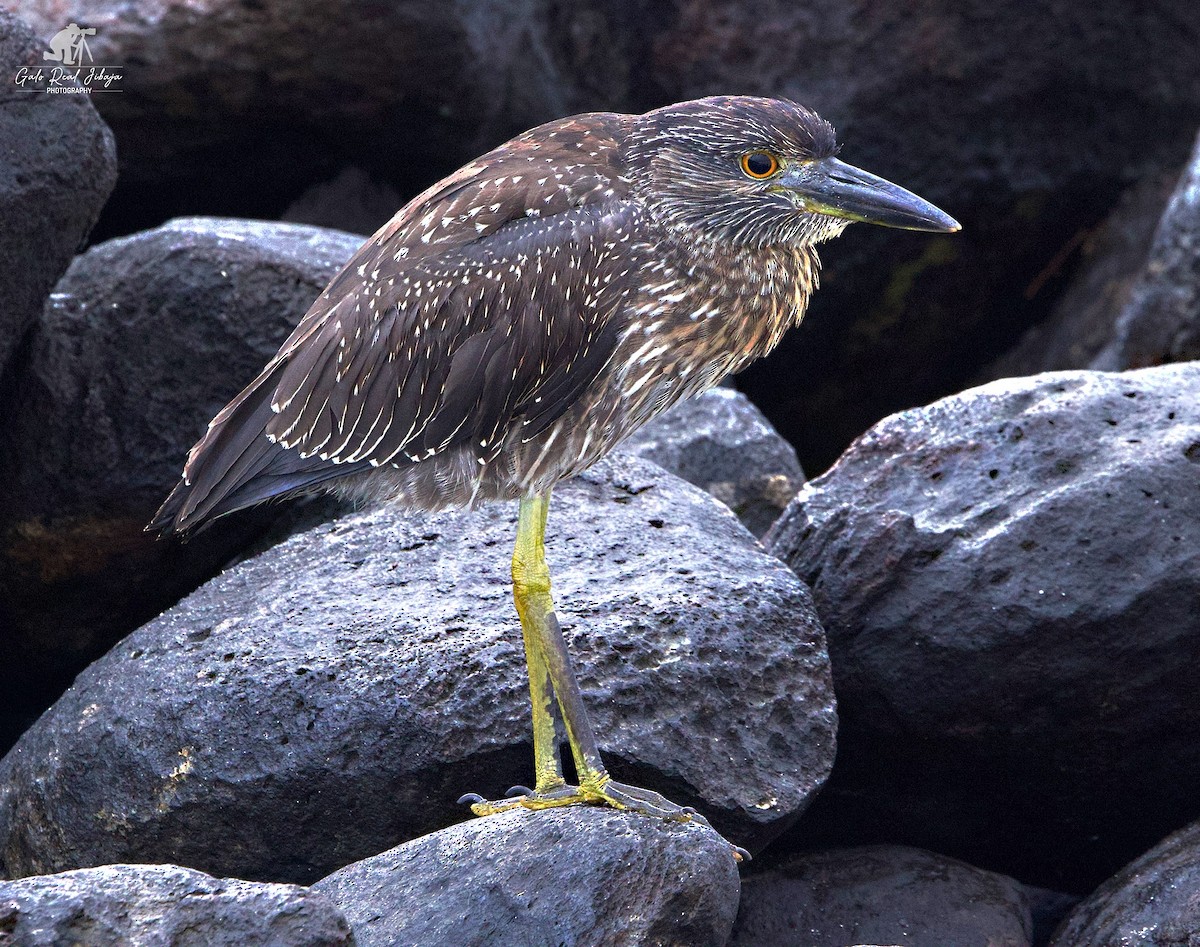 kvakoš žlutočelý (ssp. pauper) - ML646606952