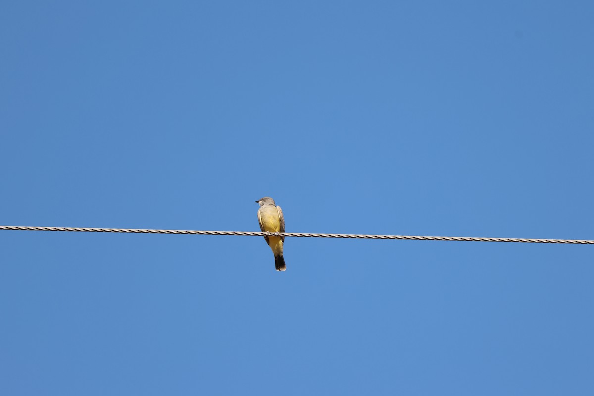 Cassin's Kingbird - ML646606955