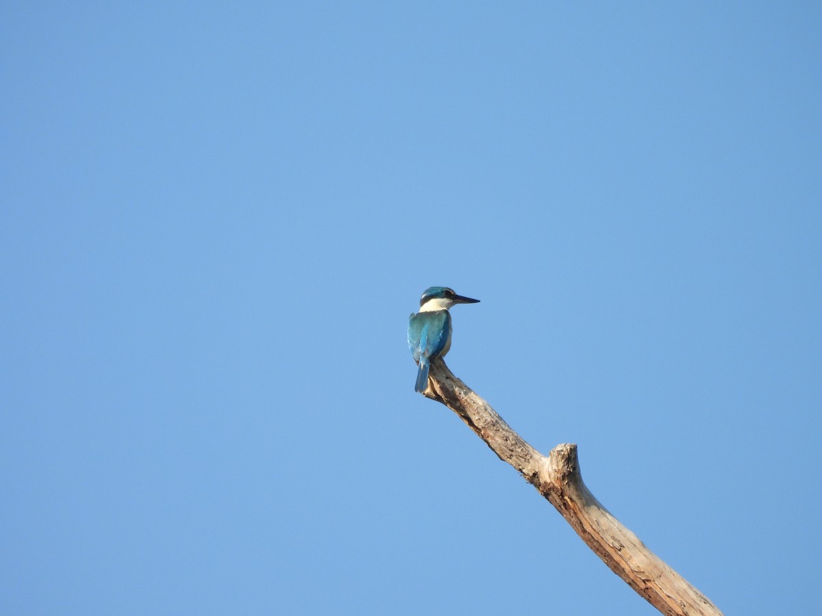 Sacred Kingfisher - ML646606956