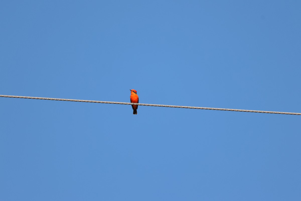 Vermilion Flycatcher - ML646606960
