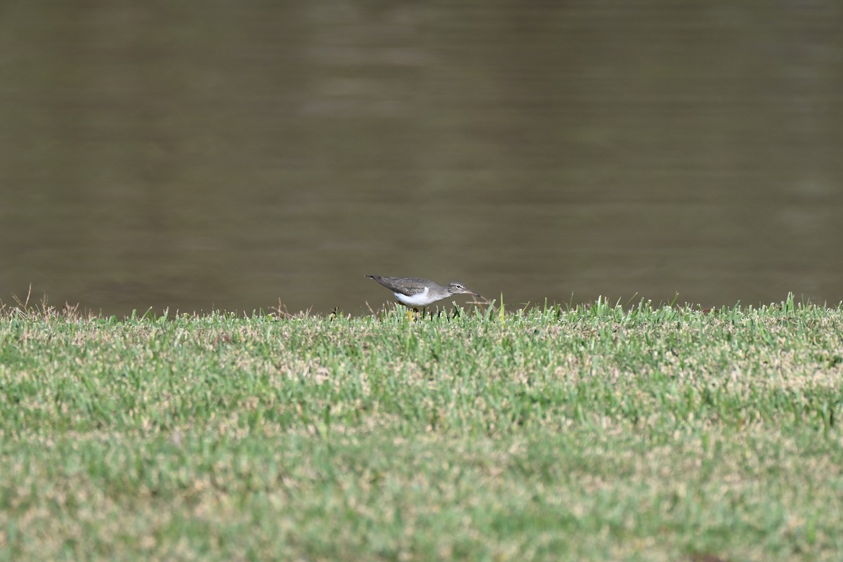 Spotted Sandpiper - ML646606961