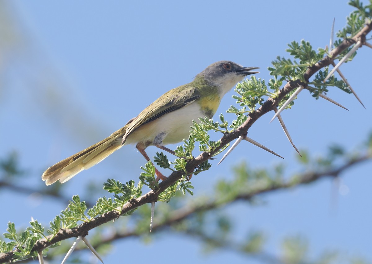 Желтогрудый апалис (flavocincta/viridiceps) - ML646606966