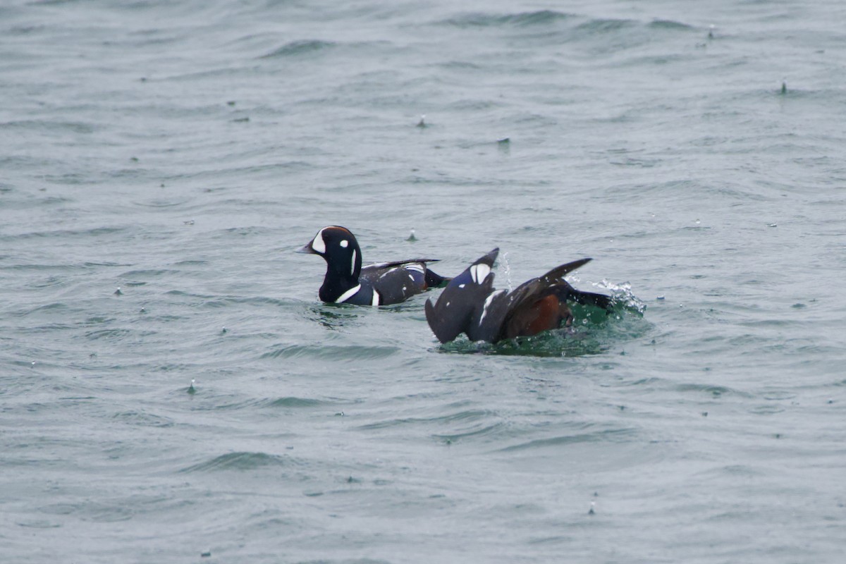 Harlequin Duck - ML646606968