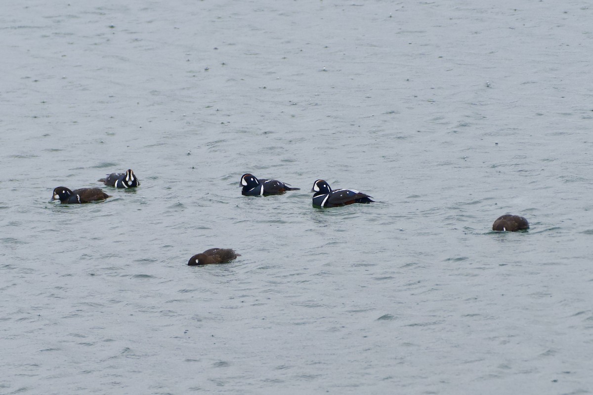 Harlequin Duck - ML646606969
