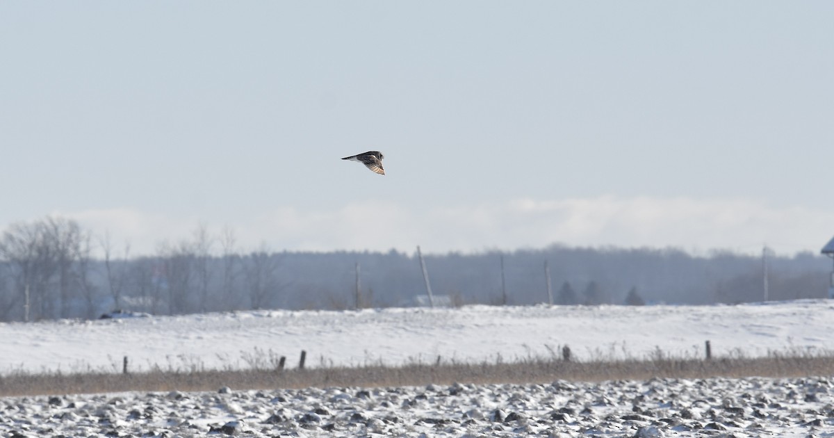 Short-eared Owl - ML646606970