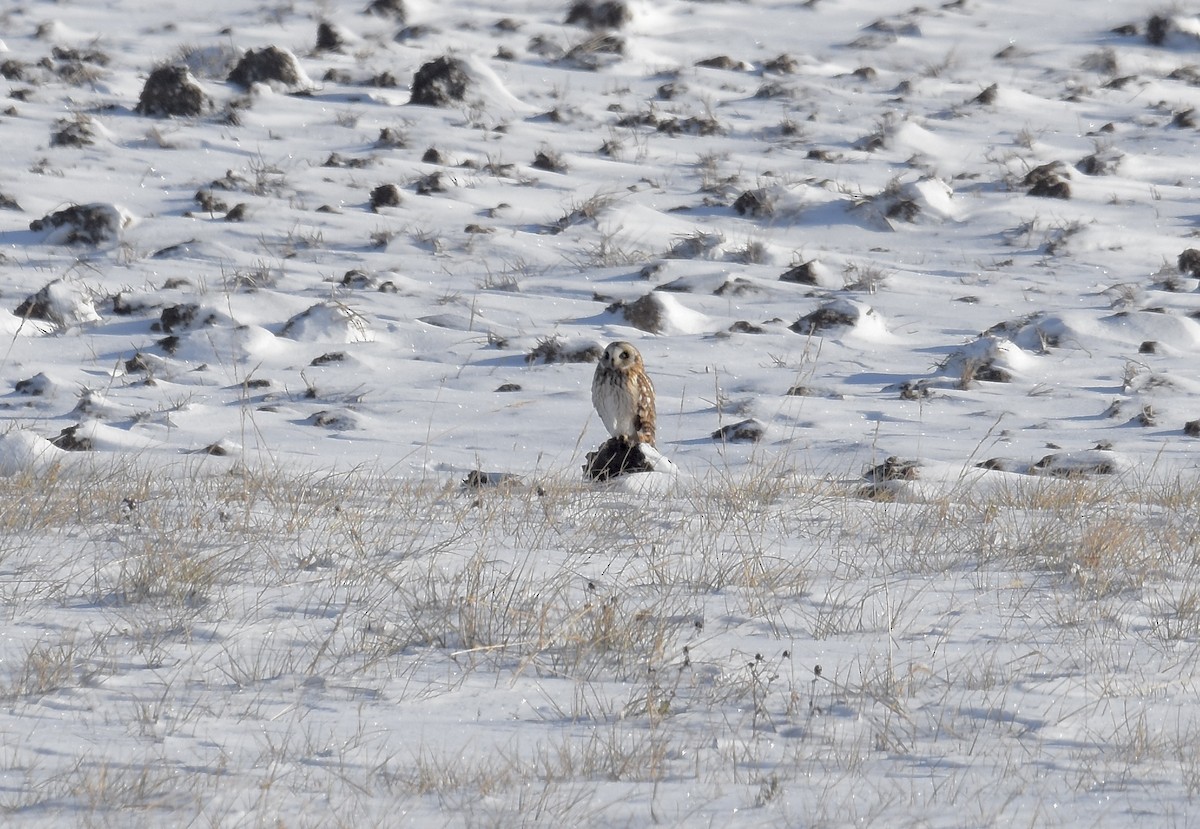 Short-eared Owl - ML646606971