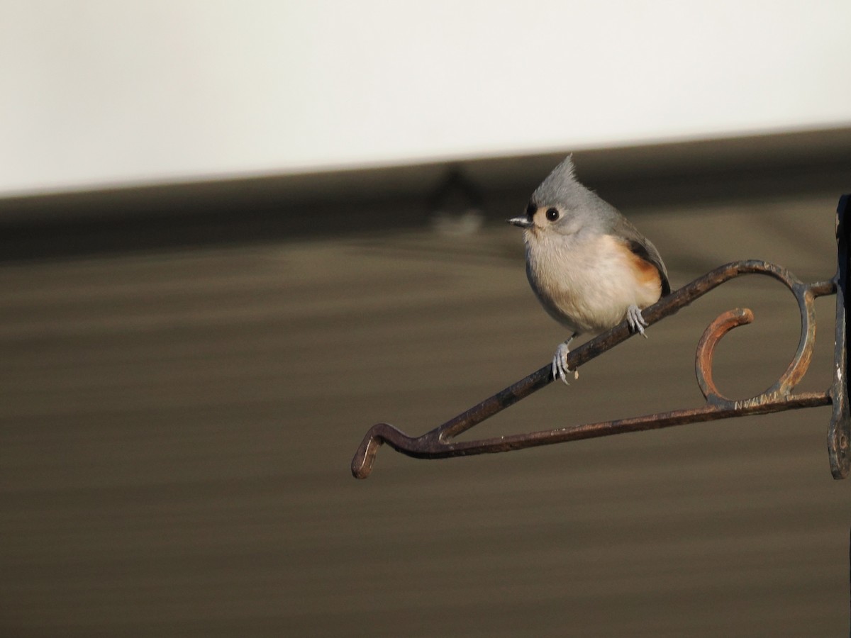 Tufted Titmouse - ML646606972