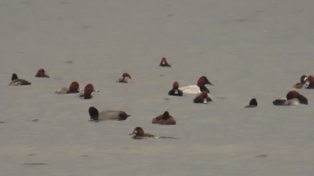 Büyük Elmabaş - ML646606973