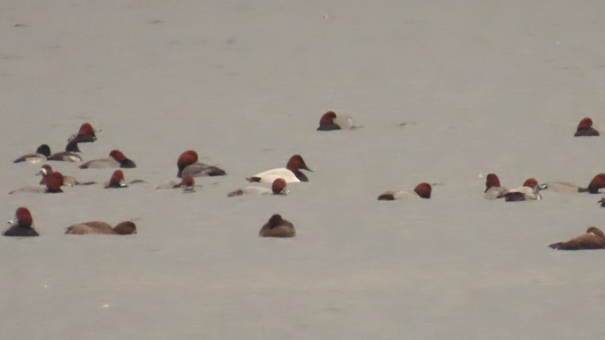 Büyük Elmabaş - ML646606974