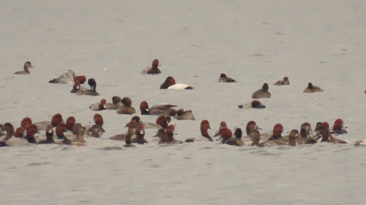 Büyük Elmabaş - ML646606975