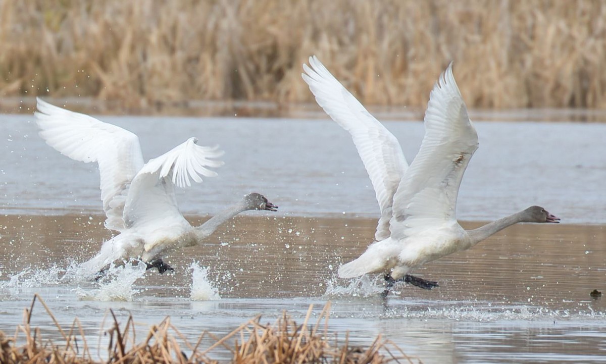 Tundra Swan - ML646606976