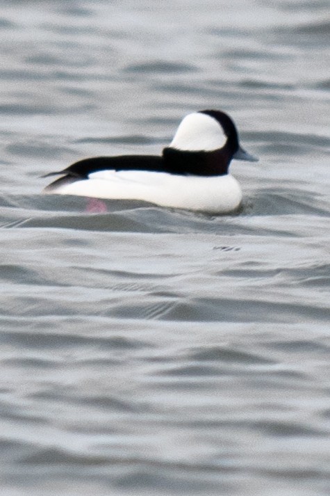Bufflehead - ML646606977