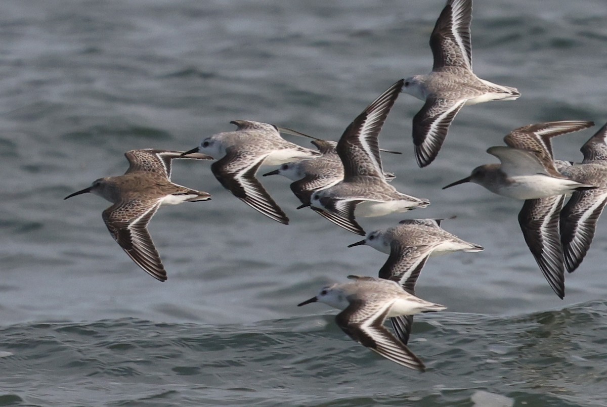 Alpenstrandläufer - ML646606978