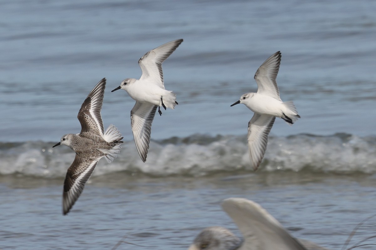 Sanderling - ML646606979
