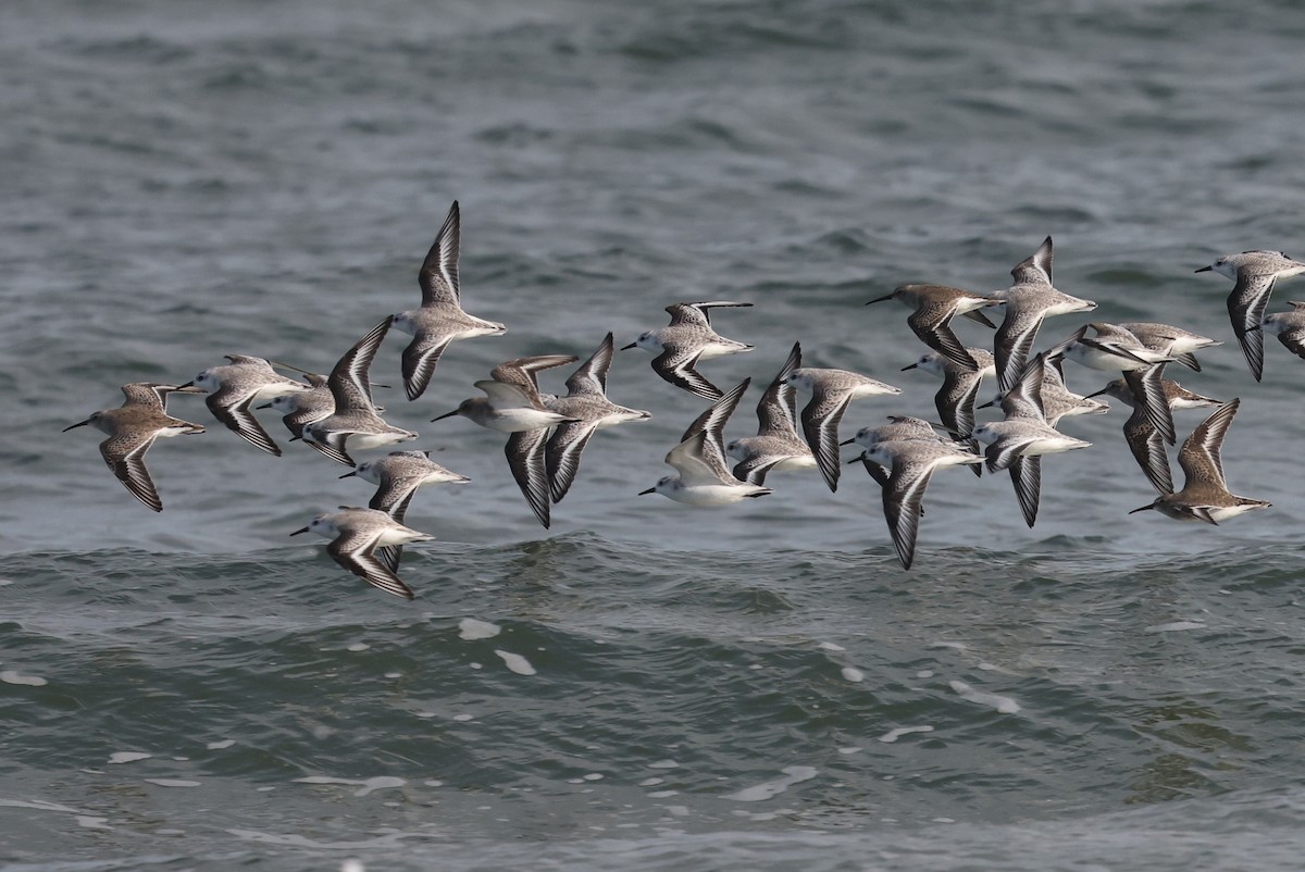 Sanderling - ML646606980