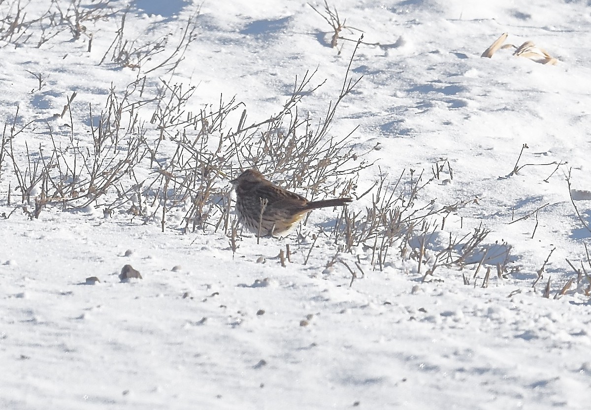 Song Sparrow - ML646606981