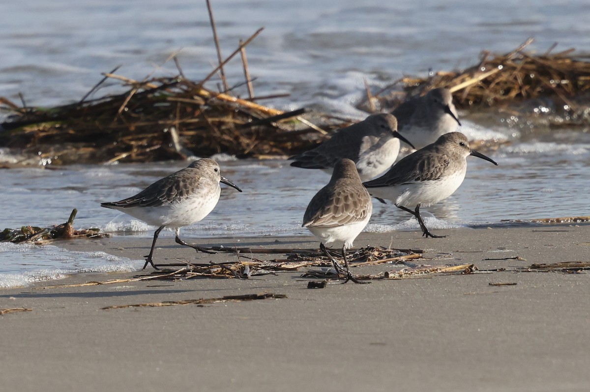 Alpenstrandläufer - ML646606986